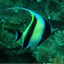 Moorish Idol 이미지