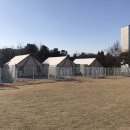 골드애견 네이버블로그