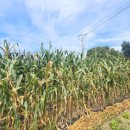 고요부부농장 이미지