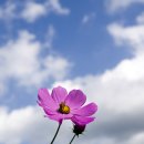 코스모스 이미지