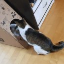 냥아치냥 이미지