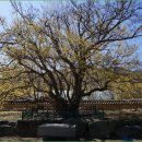 달전시목지 이미지