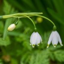 설강화 (Snow Drop)/by Bluegull 이미지