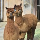 알파카 이미지