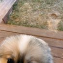 오송애견 이미지