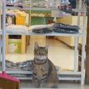 고양이천국 이미지