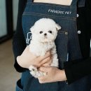 천안 강아지분양 고양이분양 파라다이스펫본점 이미지