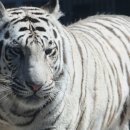 호랑이네 이미지