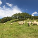 강림목장2 이미지