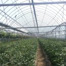 영월의 맛 제1편-여우농장 유기농토마토 이미지