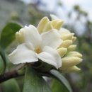 선흘리 백서향 및 변산일엽군락 이미지