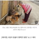 두나펫 코리아 이미지