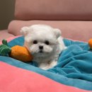 럽댕 강아지분양 이미지