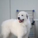 대형 애완견 그레이트 피레니즈 자견 분양 합니다 이미지