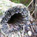 에클레시아 Ecclesia 이미지