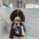 오독안심분양센터 강아지분양 고양이분양 인천점 이미지