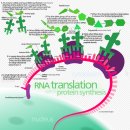 Re: 단백질 합성 translation과정에 대하여 - 항암제 이해를 위해 이미지