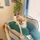 티모아 | 🐶 짜장이의 외출 필수템: 몽모아티 브리오슈백 리얼 후기