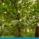 오리나무 이미지