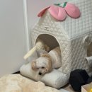 쿨펫동물병원 | [목동동물병원추천]쿨펫동물병원 암컷강아지 중성화+항문낭제거수술 후기