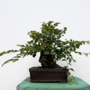 소사