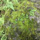 서귀포자연휴양림1 이미지