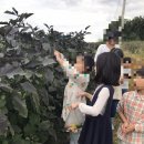 도라산농장 이미지