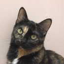 꼬꼬센타 이미지