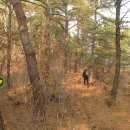 금강솔바람길 이미지