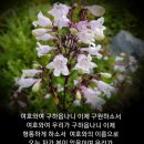 샬롬 이미지