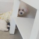 아지다펫 이미지