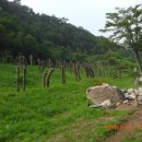 비솔목장 이미지