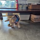 멍냥멍냥 미용실 이미지