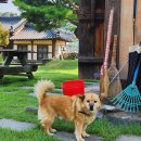감찰댁 | 충남 아산 외암마을 감찰댁 사랑뜰 한옥 펜션 강당골계곡 숙소 추천 내돈내산 🏡