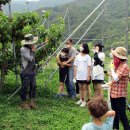 지리산황금나무 이미지