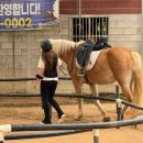 퀸즈승마장 이미지