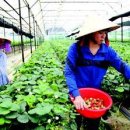 고하농장 이미지