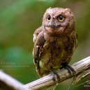 소쩍새 Scops Owl [ 천연기념물 324-6호 ] 305 이미지