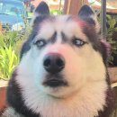 앙금플라워(떡케이크) 이미지