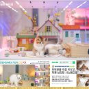 신비돌스 랙돌 캐터리 | 김해고양이분양 은퇴 과학자가 찾은 별보다 빛나는 친구