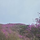 밀양 종남산 진달래산행(663.5m) 산행 이미지