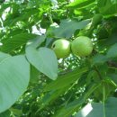 둥이네농장2 이미지