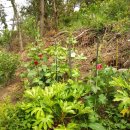 삼형제농장 이미지