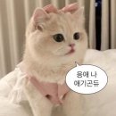 붙이다니 이미지