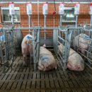 현대양돈 이미지