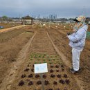 2농장 | 주말농장 2주차 3주차 후기 상추 바질 싹 올라온 변화 기록