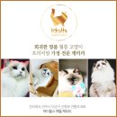 IDOLLS 이미지
