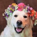 #아름답개 이미지