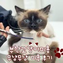 부산고양이미용&호텔 무냥무냥 대연점 | [부산고양이미용] 빠르지만 상처 없이, 무냥무냥 대연점에서!