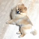 (주)제일바이오 | 포메 탈모 극복 후기 알로페시아 호르몬 영양제 알유플러스
